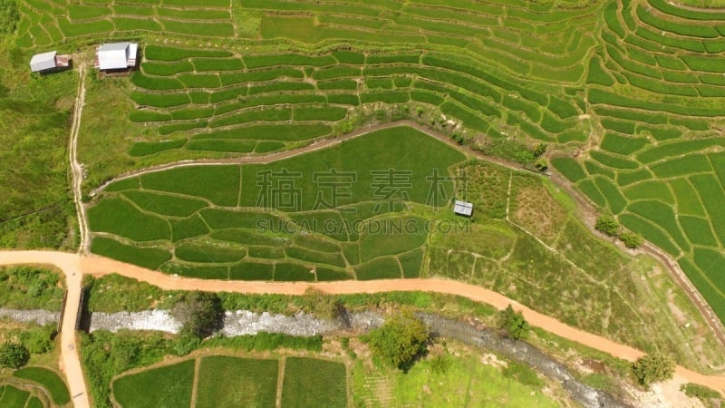 稻,田地,地形,俄亥俄河,农业,自然界的状态,锥形帽,热带气候,食品,米