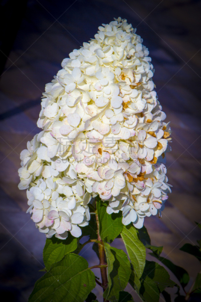 白色,深情的,背景聚焦,浪漫,八仙花属,垂直画幅,美,留白,嫩里脊排,六月