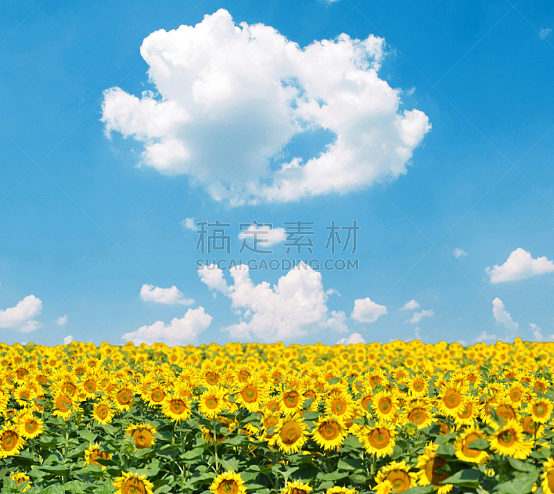 天空,田地,蓝色,向日葵,美,水平画幅,无人,夏天,户外,草