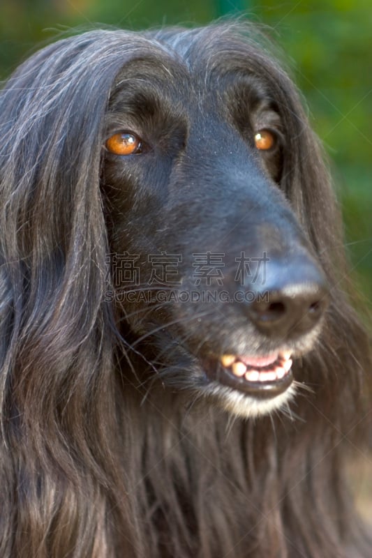 阿富汗猎犬,垂直画幅,阿富汗,纯种犬,动物身体部位,肖像,户外,特写,黑色,长发