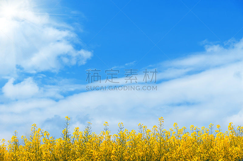 天空,田地,蓝色,油菜花,黄色,背景,水平画幅,无人,夏天,生长