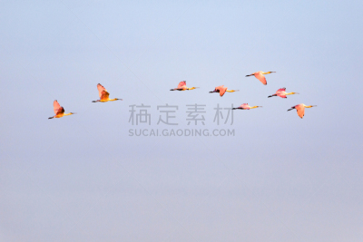 玫瑰色琵鹭,阿肯色州,羊群,九月,2017年,观鸟,水,天空,公园,水平画幅