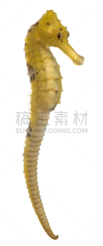 刺海马,黄色,白色背景,侧面视角,可爱的,动物主题,前面,海洋生命,背景分离,野生动物