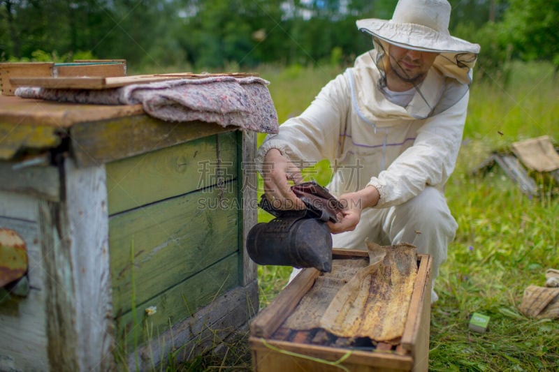 蜜蜂,蜂箱,beekeeper,草地,水平画幅,夏天,户外,蜂蜜,蜂王,过时的