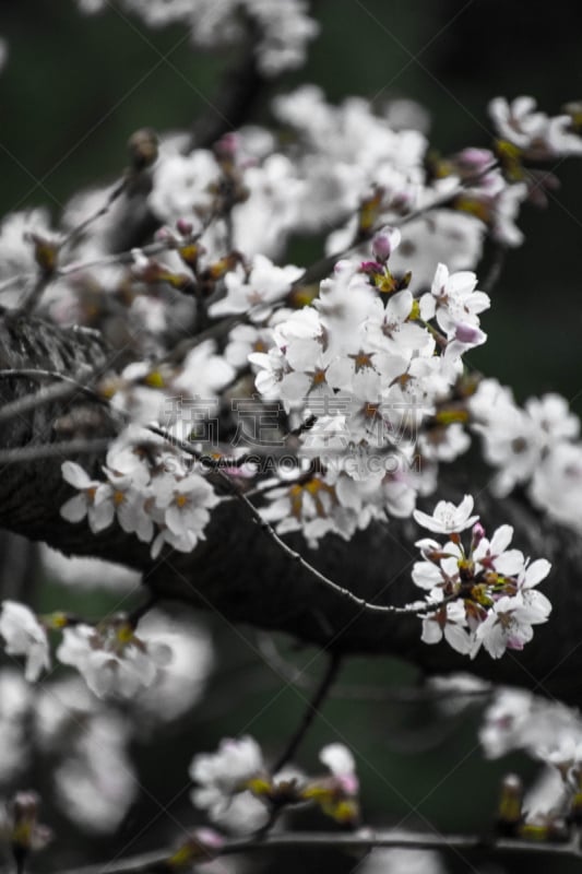 肯伍德,马里兰,樱花,自然,垂直画幅,美国,无人,摄影,花