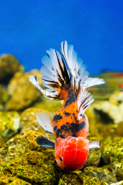 鱼缸,金鱼,垂直画幅,无人,水下,家庭生活,动物身体部位,特写,前景聚焦,动物主题