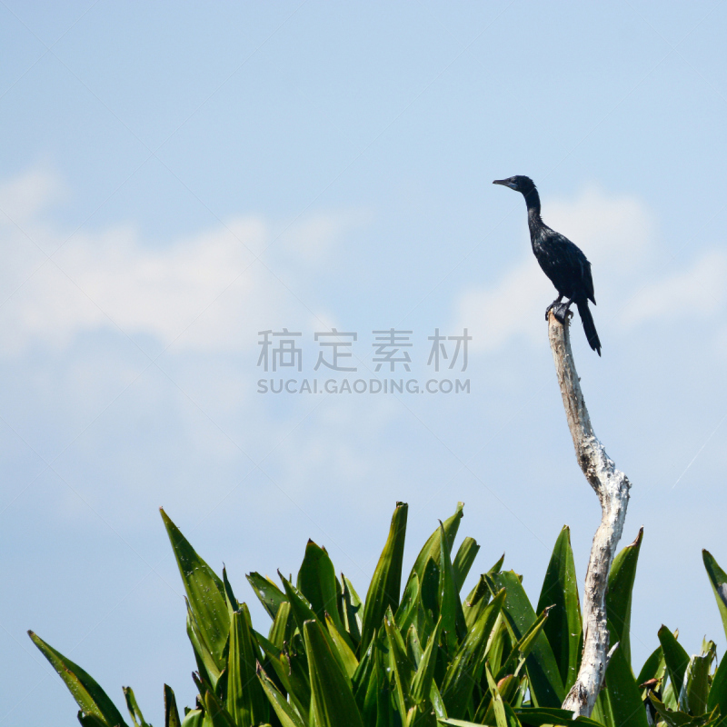 枝,白嘴鸦,大乌鸦,乌鸦,天空,鸟类,动物身体部位,野外动物,自由,植物