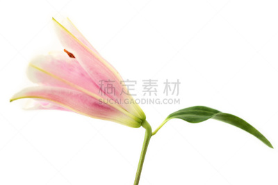 一个物体,占星百合,百合花,粉色,叶子,茎,白色背景,绿色,清新,背景分离