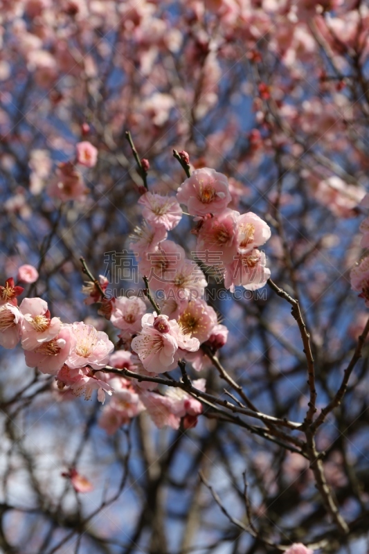 李子,红松,松山,四季,垂直画幅,植物,无人,日本,季节,开花时间间隔