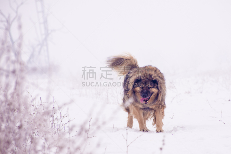 雪,牧羊犬,巨大的,毛发蓬乱,水平画幅,家畜,户外,哺乳纲,动物,尾巴