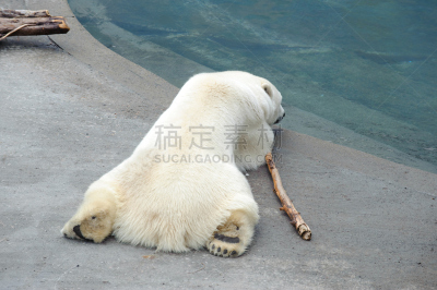 北极熊,丘吉尔港,正面视角,水,留白,水平画幅,雪,无人,侧面像,巨大的