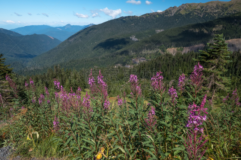 火龙草,mt baker-snoqualmie national forest,贝克尔山,背景,紫色,天空,美,水平画幅,雪,无人