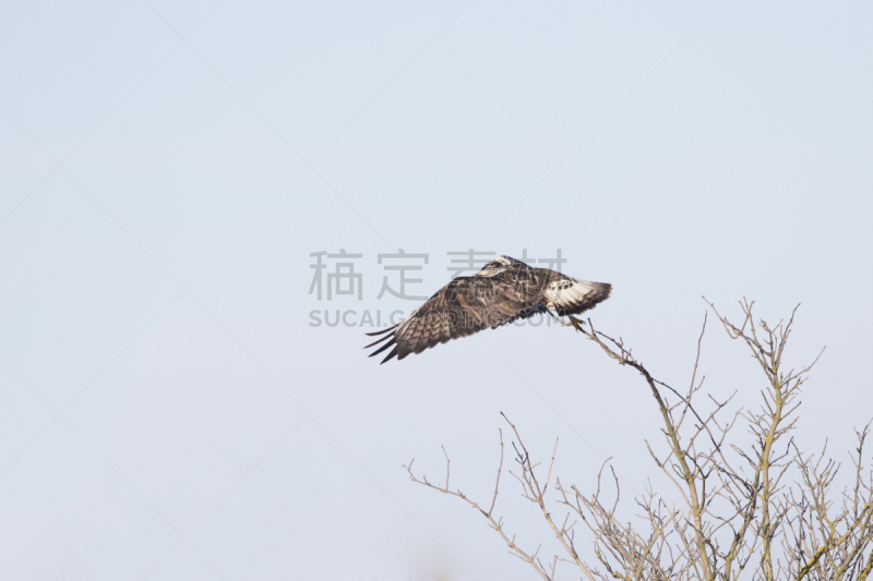 天空,腿上生羽毛的鹰,蓝色,美,食肉鸟,水平画幅,鸟类,半空中,户外,欧洲秃鹰