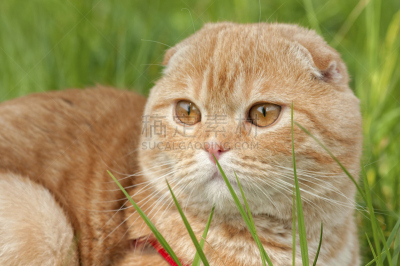 野生猫科动物,小的,美,折叠的,水平画幅,无人,美人,动物身体部位,曙暮光,苏格兰