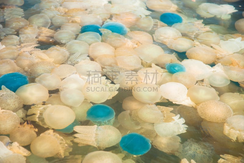 水母,海洋,多色的,泰国,zooanthellae,岩岛,帕劳,小生镜,共生关系,密克罗尼西亚