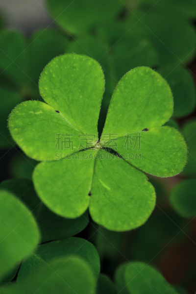 绿色,三叶草,圣帕特里克节,自然,垂直画幅,草地,宁静,无人,特写,自然美