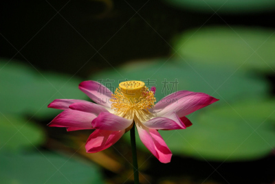 睡莲,色彩鲜艳,水彩画颜料,传声器架,麦克风,荷花,水平画幅,小的,无人,特写