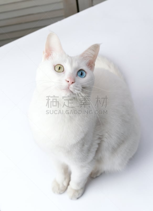 动物眼睛,反差,猫,白色,垂直画幅,蓝色,猫科动物,动物身体部位,肖像,人的眼睛