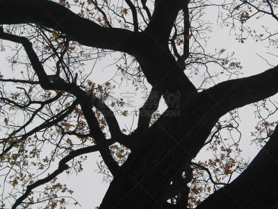 2002,石勒苏益格-荷尔斯泰因,天空,水平画幅,地形,秋天,无人,夏天,植物,枝