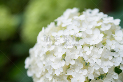 八仙花属,母球,中野区,2014年,六月,水平画幅,枝繁叶茂,无人,日本,夏天