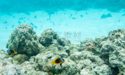 濑鱼,颊纹鼻鱼,水,水平画幅,海葵,母马,无人,水下,野外动物,户外