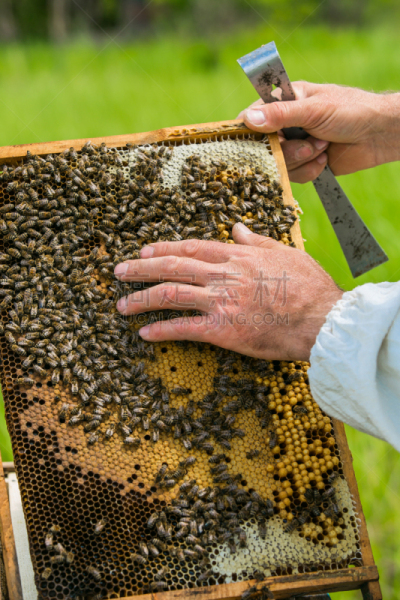 beekeeper,边框,蜂窝,蜜蜂,充满的,概念,水渍险,蜂蜡,养蜂,蜂箱