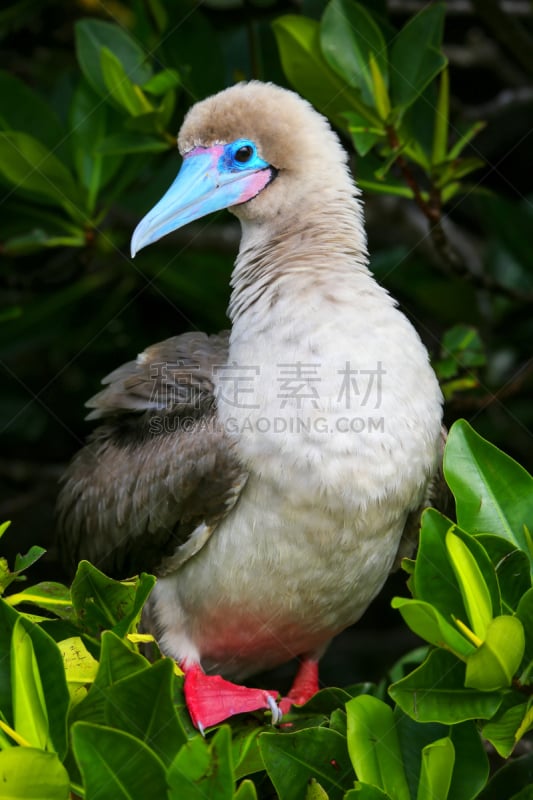 红足结巴鸟,捷诺维沙岛,欧盟,加拉帕戈斯群岛,结巴鸟,垂直画幅,群岛,褐色,无人,鸟类