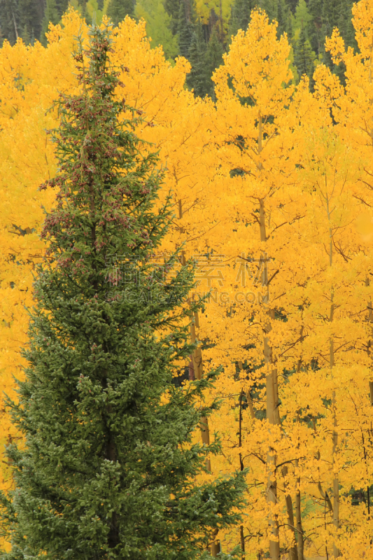 uncompahgre national forest,秋天,彩色图片,白杨类,白杨,自然,垂直画幅,美国,无人,户外