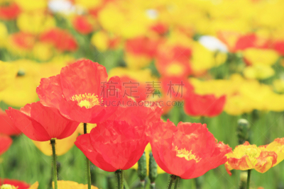 淡路岛,兵库县,水平画幅,无人,户外,特写,植物,园艺,精神振作,自然
