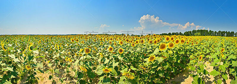 向日葵,自然,水平画幅,无人,全景,夏天,户外,田地,植物,黄色