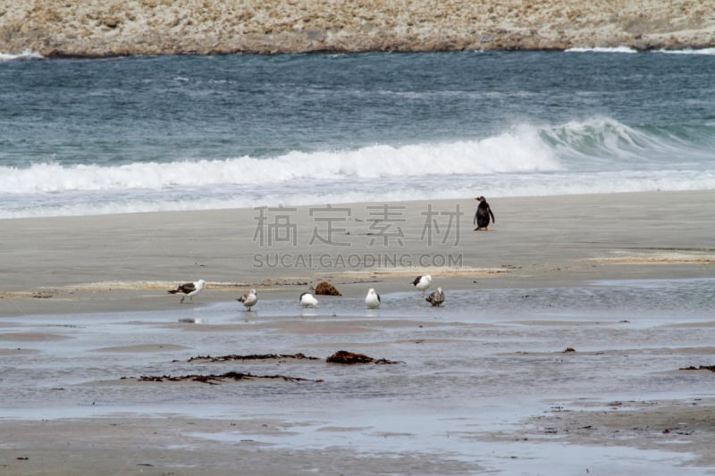 麦哲伦海峡企鹅,巴布亚企鹅,企鹅,bluff cove,南极,南半球,尾鳍,潜水挡板,野生动物保护,南美