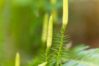 石松科,苔藓,维管束,美,水平画幅,无人,夏天,户外,田地,植物