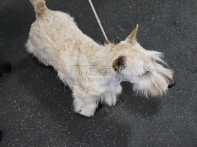 梗犬,遛狗师,纯种犬,受过训练的狗,狗,个人卫生用品,波士顿猎犬,小的,动物
