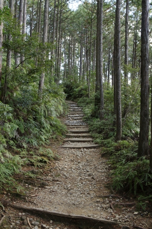 熊野古道,日本,和歌山县,海上航道,世界遗产,环境保护,小路,户外,天空,木制