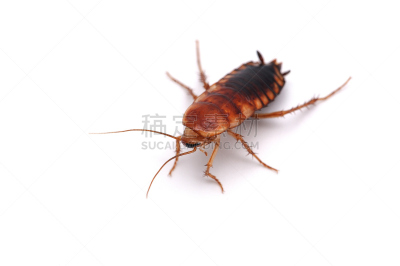 蟑螂,白色背景,巨人,分离着色,发嘶嘶声,洞穴,标本架,甲虫,马达加斯加,害虫