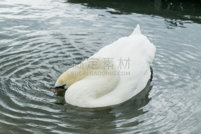 湖,天鹅,水,埃及雁,小鸭子,公园,水平画幅,鸟类,动物身体部位,英格兰
