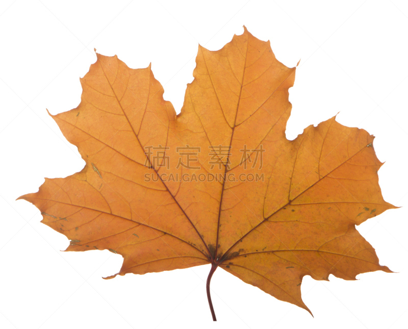 黄色,白色背景,莫斯特,古老的,日光,枫叶,符号,干的,四季,想法