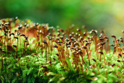 苔藓,特写,绿色,背景,运动模糊,美,褐色,水平画幅,无人,夏天