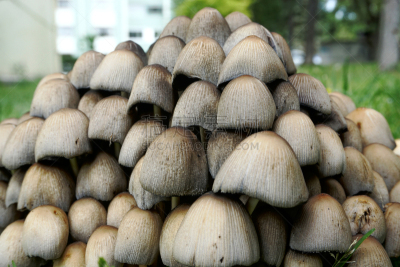 蘑菇,笔帽状蘑菇,后背,户外,季节,春天,鬼伞科,组物体,半球体,褐色