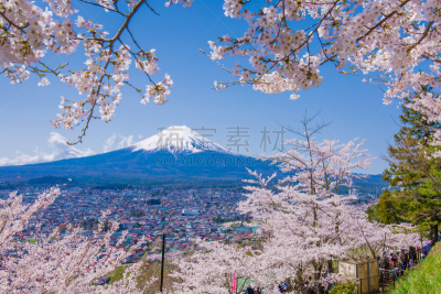 富士山,地形,樱桃,高台庙,吉野樱花,亚洲樱桃树,里山,水平画幅,樱花,旅行者