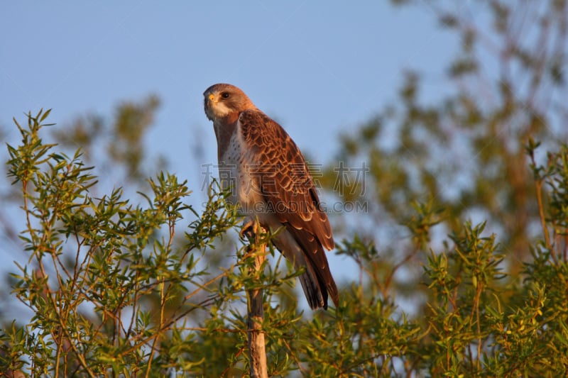 swainson's hawk,枝,自然,野生动物,食肉鸟,水平画幅,鸟类,户外,萨斯喀彻温省,图像