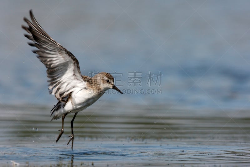 半蹼鸻,自然,水,野生动物,水平画幅,无人,鸟类,野外动物,户外,矶鹞