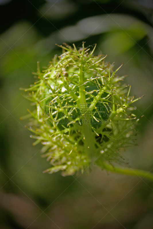 野生植物,毛西番莲,里拉符号,西番莲,自然,垂直画幅,生物,水果,无人,奶油