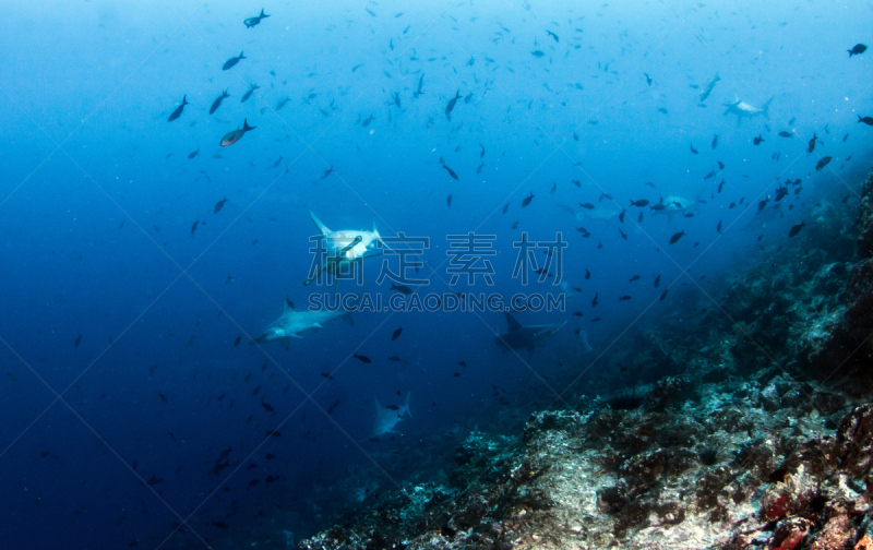 双髻鲨,哥斯达黎加,椰子岛,锤头鹭,水中呼吸器,鱼群,鲨鱼,水肺潜水,热带鱼,礁石