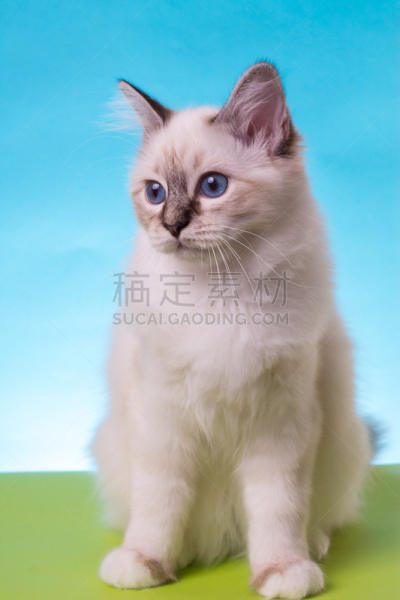 猫,蓝色,灵性,分离着色,绿色背景,缅甸猫,垂直画幅,美,褐色,可爱的