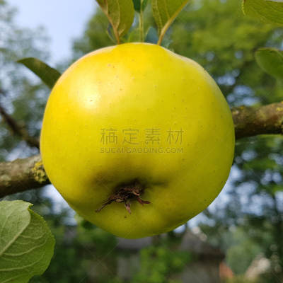 苹果,柠檬苏打水,水果,无人,古老的,果树,方形画幅,埃森,草本,身份