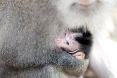 猴子,森林,巴厘岛,bay colobus monkey,长尾猕猴,猕猴,驯养动物,香蕉树,贪欲,水