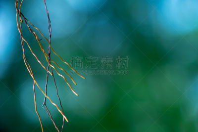 风,根部,舞蹈,自然,水平画幅,绿色,散焦,蓝色,抽象,气生根