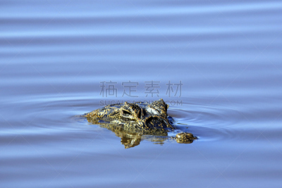 宽吻凯门鳄,南美,野生动物,爬行纲,水平画幅,凯门鳄属,无人,动物,巴西,潘塔纳尔湿地