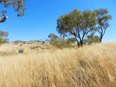 the pilbara,西澳大利亚,三齿稃,露面闲谈,偏远地区,观测点,水平画幅,无人,户外,植物